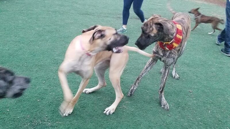 Plymouth Dog Park - Plymouth,