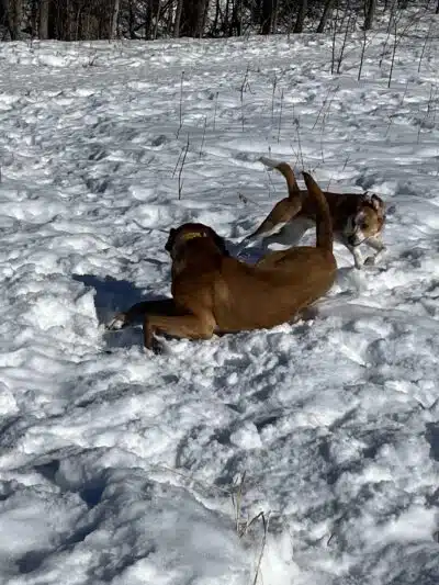 Plymouth Dog Park - Plymouth,