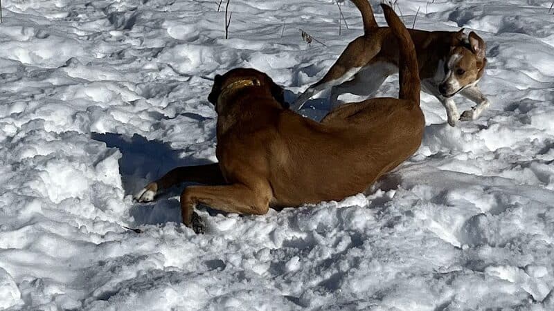 Plymouth Dog Park - Plymouth,