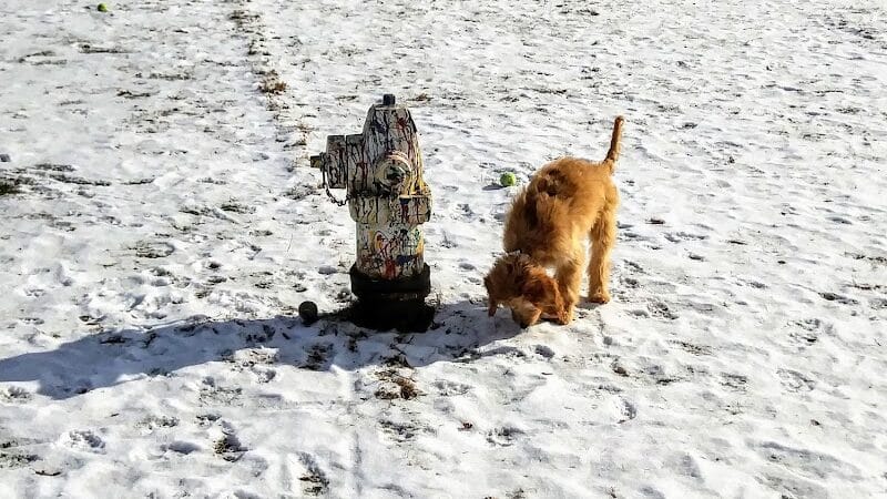 Plymouth Dog Park - Plymouth,