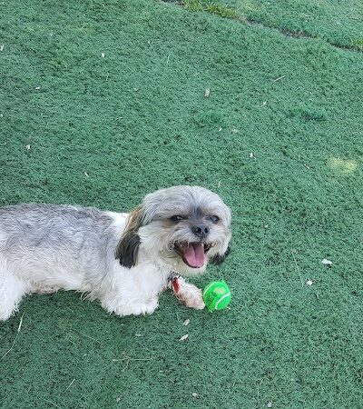 Plymouth Dog Park - Plymouth,