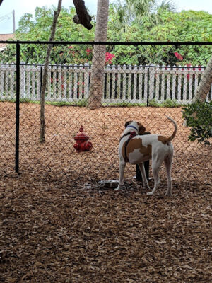 Happy Tails Dog Park - Ponce Inlet