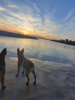 Ponce Inlet Dog Beach