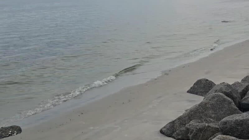 Ponce Inlet Dog Beach - Ponce Inlet, FL