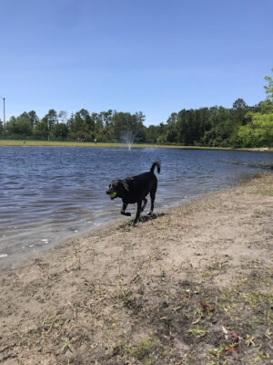 Davis Park Dog Run