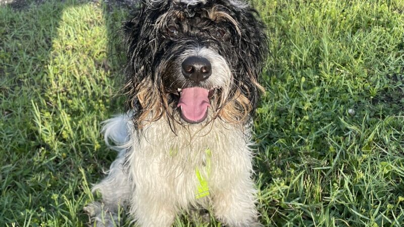 Trails for Tails - Ponte Vedra Beach, FL