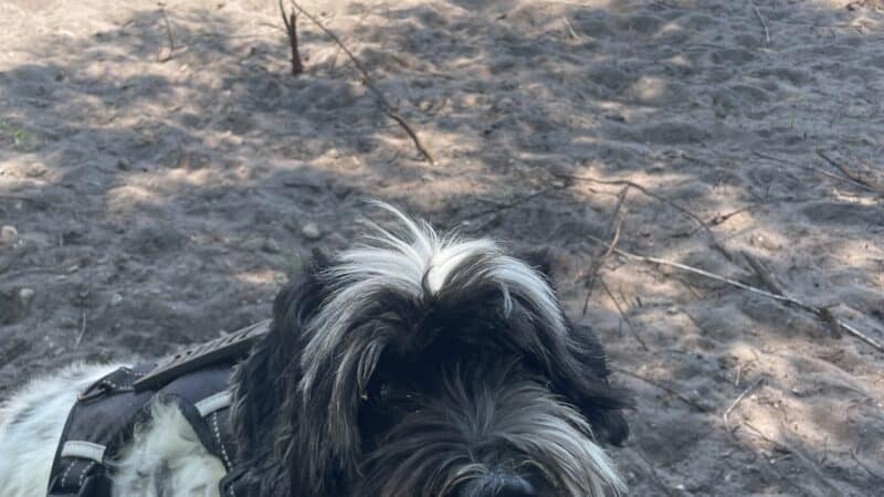 Trails for Tails - Ponte Vedra Beach, FL