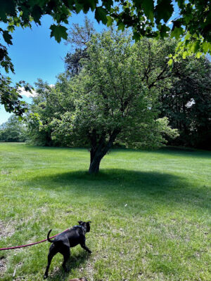 Beaudette Park