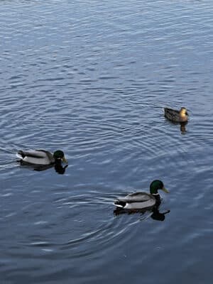 Dawson Pond Park