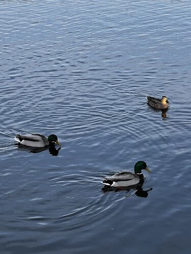 Dawson Pond Park