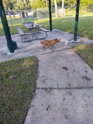Edgewater Dog Park