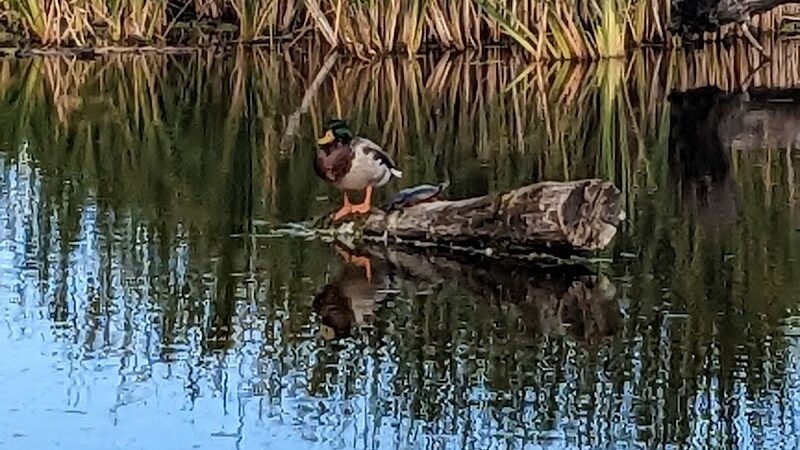 Wetlands County Park - Port Huron,