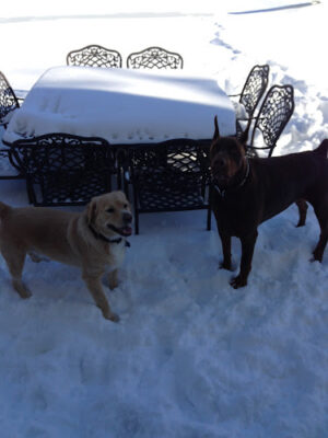 Lucky Dogs Grooming LLC