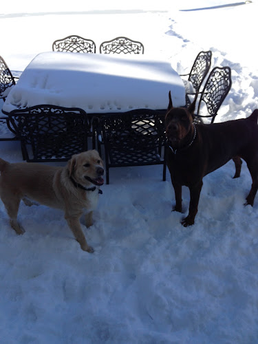 Lucky Dogs Grooming LLC