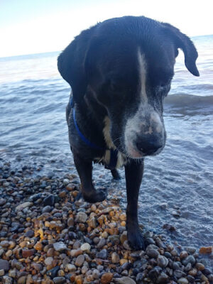 Lake Huron Roadside Park