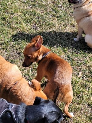 Woodland Dog Park