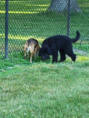 Woodland Dog Park