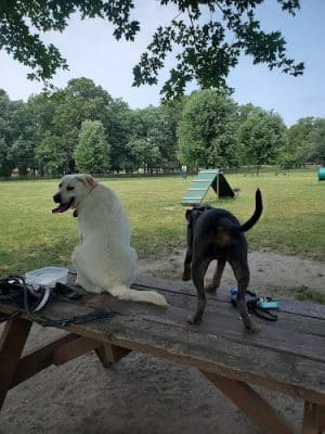 Woodland Dog Park