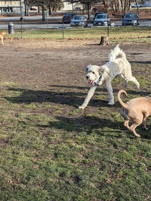 Woodland Dog Park
