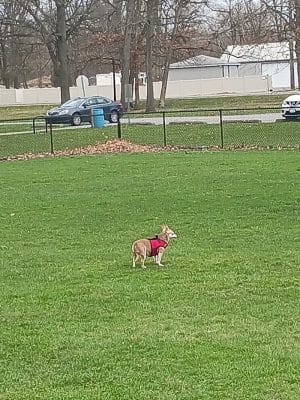 Woodland Dog Park