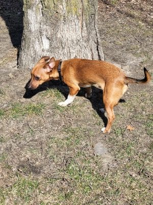 Woodland Dog Park