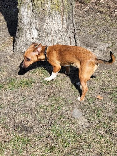 Woodland Dog Park