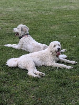 Woodland Dog Park