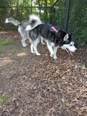 Woodland Dog Park