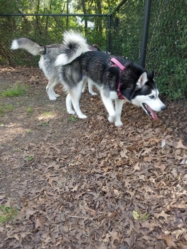 Woodland Dog Park