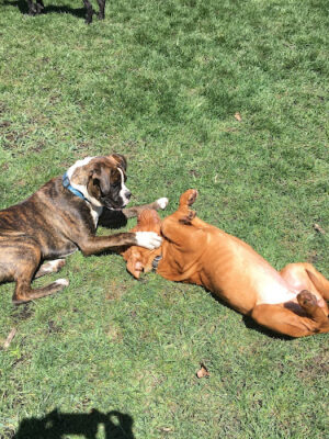 Bark Park Dog Park and Dog Day Care