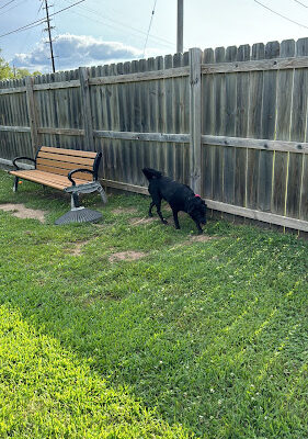 Lincoln Dog Park