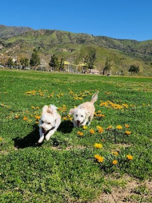 Porter Ranch Park