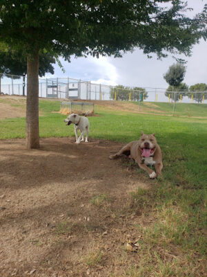 Porterville Dog Park