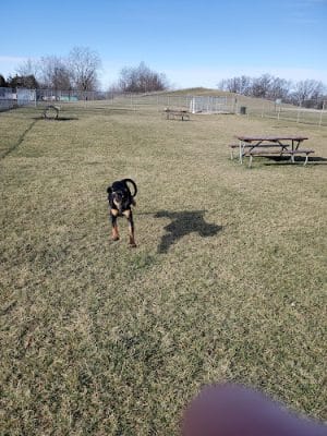 Portland Dog Park