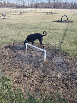 Portland Dog Park
