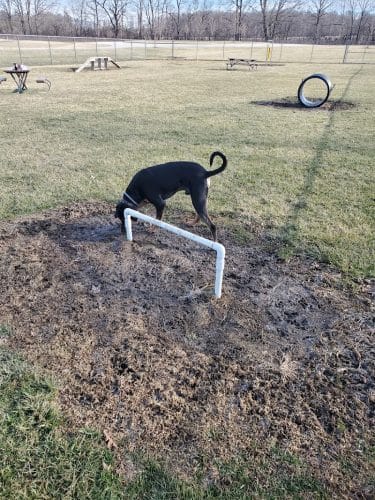 Portland Dog Park