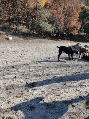 Valley Street Dog Park