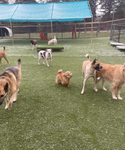 Paws-A-Playin’, LLC - Potterville,