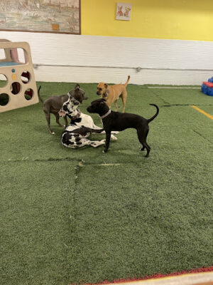 Off the Chain Canine Social Club