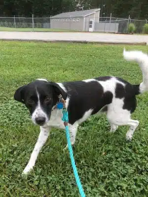 Acres of Fun Kennel - Powhatan, VA