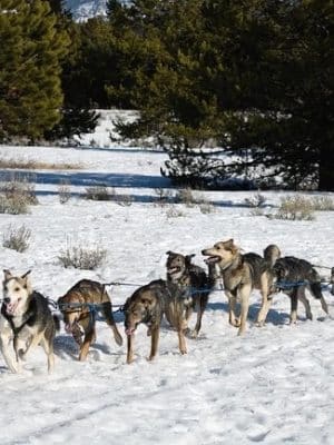 Morrison Racing Kennel