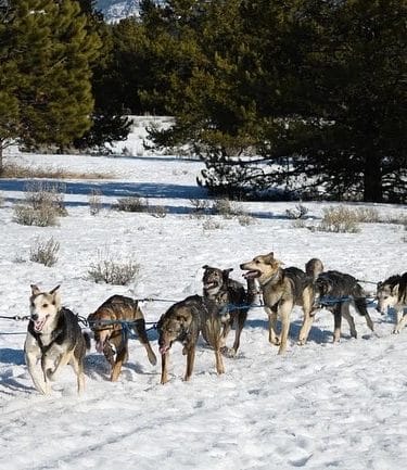 Morrison Racing Kennel