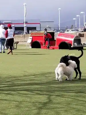 Willow Creek Beneful Dream Dog Park