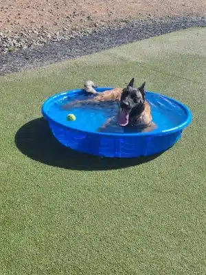 Willow Creek Beneful Dream Dog Park
