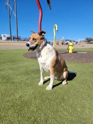 Willow Creek Beneful Dream Dog Park