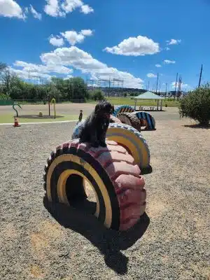Willow Creek Beneful Dream Dog Park