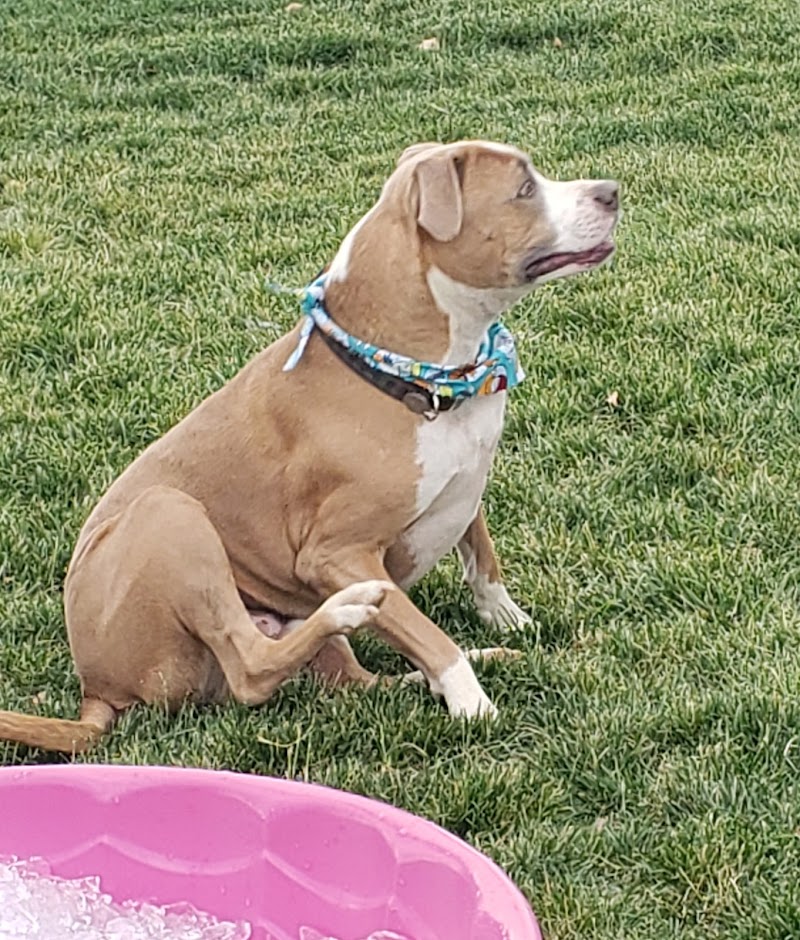 Town of Prescott Valley Dog Park - Prescott Valley, AZ