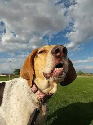 Town of Prescott Valley Dog Park