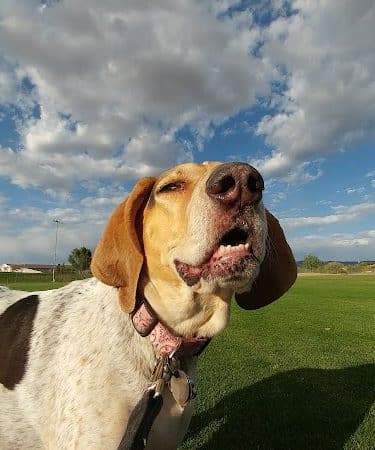 Town of Prescott Valley Dog Park - Prescott Valley, AZ