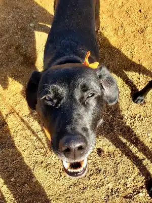 Town of Prescott Valley Dog Park